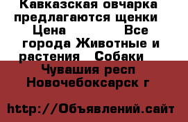 Кавказская овчарка -предлагаются щенки › Цена ­ 20 000 - Все города Животные и растения » Собаки   . Чувашия респ.,Новочебоксарск г.